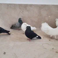 کبوتر پرشی|پرنده|گلبهار, شهر جدید گلبهار|دیوار