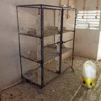 قفس جفتگیری کبوتر