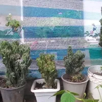 گل کاکتوس صخره ایی سالم|گل و گیاه طبیعی|گوراب زرمیخ, |دیوار