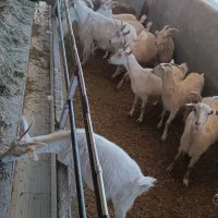 بز سانن|حیوانات مزرعه|بیرجند, |دیوار