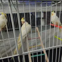 عروس هلندی با جوجه