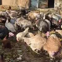 سالم و سرحال بوقلمون