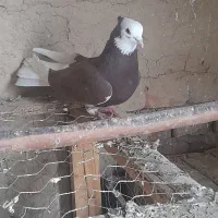 شازده نر فروشی