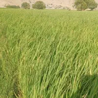 اجاره زمین کشاورزی۲هکتار نیم برقی