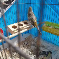 قناری جفت با جوجه|پرنده|رشت, منظریه|دیوار