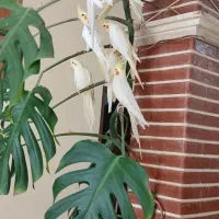 تعدادی عروس هلندی  زیبا نژاد دار نطفه دار