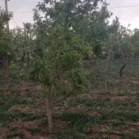 230-متر-باغچه-در-جابان-بزرگ