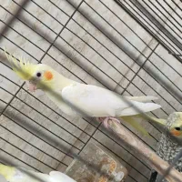 جوجه عروس هلندی