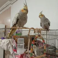 عروس هلندی دستی|پرنده|اندیمشک, |دیوار