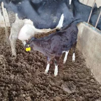 گاوگوساله شیری با45کیلوشیربه شرط دوشش