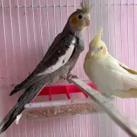 جوجه عروس ۳ ماه