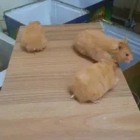 همستر طلایی سوری نژاد خرسی|موش و خرگوش|شیراز, تحویلی|دیوار