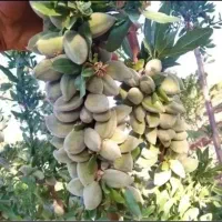 نهال بادام خوشه ای تونو و زردالو سلطنتی