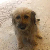 فروش سگ پا کوتاه تری یر