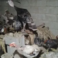 فروش دو عدد بقلمون