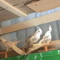 طوطی عروس آلبینو دوکت|پرنده|نظرآباد, رسالت|دیوار