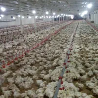 مرغداری ۲۳هزاری