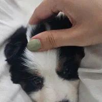 واگذاری توله سگ|سگ|تهران, امام حسین|دیوار