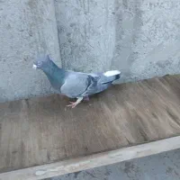 فروش 11عدد کبوتر پرشی گرفتنی|پرنده|سراب, |دیوار