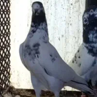کبوتر محدوده ۲۲ بهمن فلکه خاش خیابان سرباز گمشده