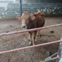 گاو شکم اول باگوساله ماده