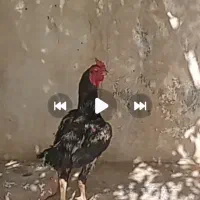 مرغ خروس لاری