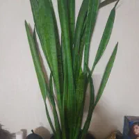 کلکسیون واسباب سرگرمی