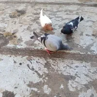 کفتر پرشی|پرنده|الوند, |دیوار