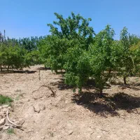 زمین بادام