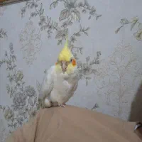 با سلام عروس هلندی گم کردم