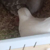 عروس هلندی مولد|پرنده|مشکیندشت, |دیوار