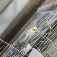 عروس هلندی|پرنده|اهواز, کوی ایثار|دیوار