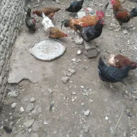 مرغ محلی|حیوانات مزرعه|نکا, |دیوار