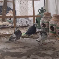 کفتر کاشانی