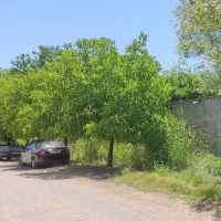 ۴۰۰۰ مترمربع گلخانه و باغ-ویلا جنب اتوبان خرم‌آباد|فروش دفتر صنعتی، کشاورزی، تجاری|الشتر, |دیوار