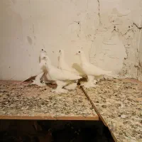 کفتر پا پر|پرنده|تبریز, |دیوار