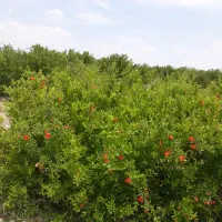 نهال انار رباب|خدمات باغبانی و درختکاری|ری, بی‌بی شهر بانو|دیوار