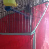 ۵عددقناری یک ماده ۴تانر|پرنده|قیدار, |دیوار