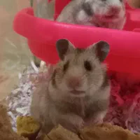 همستر دستی و بامزه ۳ تا فقط ۴۰۰|حیوانات مزرعه|زنجان, |دیوار