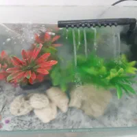 یک آکواریم کوچیک به 6 عدد ماهی گوپی