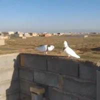 سلام