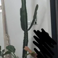 کاکتوس افوربیا قد 2/50|گل و گیاه طبیعی|مشهد, امیریه|دیوار