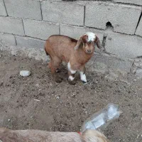 سه راس بزغاله|حیوانات مزرعه|فاضل آباد, |دیوار