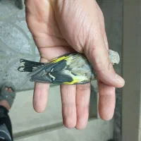 جوجه سهره کال|پرنده|بروجرد, |دیوار
