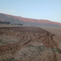 فروش 25 هکتار زمین کشاورزی گل قرمز دربست