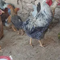 خروس، تخم مرغ و تخم قوغاز