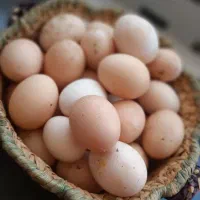 تخم مرغ محلی لنگرود