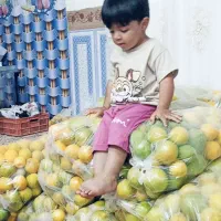 پرتقال گنبکی ۵۲۰۰۰عمده .۱۵۰کیلو