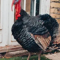 مرغ لاری سیاه و بوقلمون نر