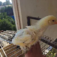 جوجه برهما لایت